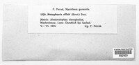 Metasphaeria affinis image